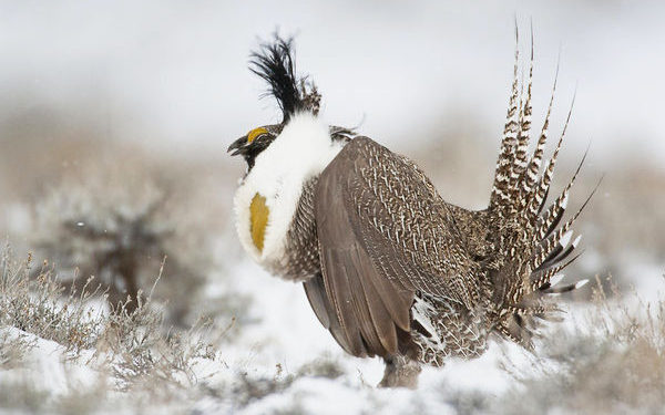 Gunnison grouse plan comes up short, groups say