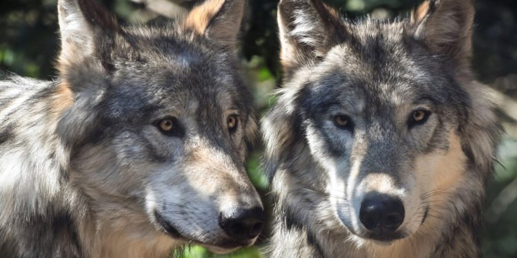 A Biologist’s Perspective on Wolf Restoration