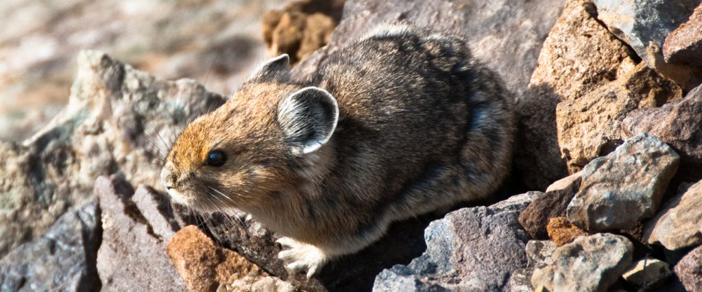 American Pika Rocky Mountain Wild