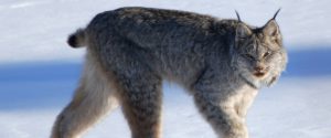 Canada lynx