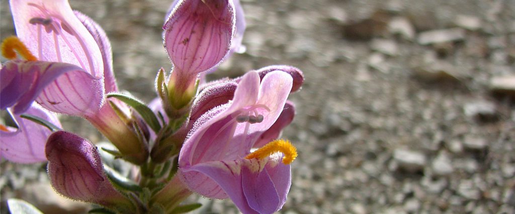 Graham's penstemon