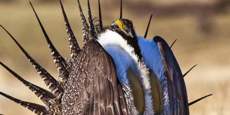 Bureau of Land Management’s Virtual Public Meeting on Greater Sage-Grouse, Jan 24