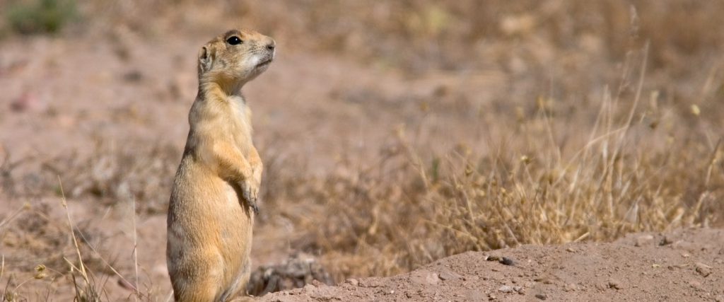 White-tailed prairie dog