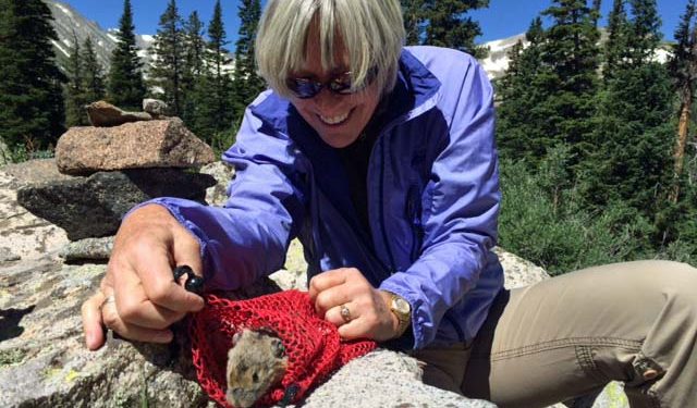 A Day in the Field with American Pika