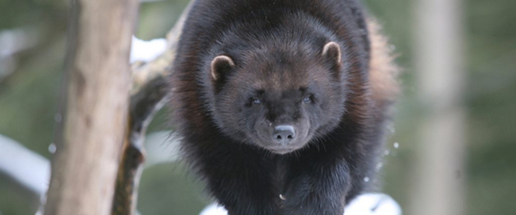 Wolverine