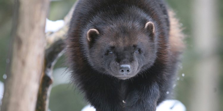 Court Restores Wolverine Protections While Agency Reconsiders Endangered Species Decision  