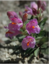 Press Release: Court Declares Fish and Wildlife Service Failed to Protect Rare Colorado, Utah Wildflowers Threatened by Oil Shale Mining