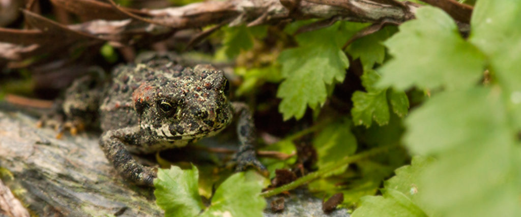 Boreal Toad