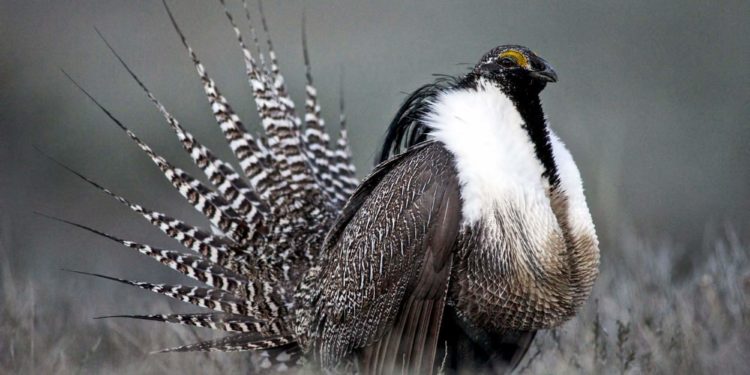 RMW’s wildlife win for Gunnison sage-grouse in Court