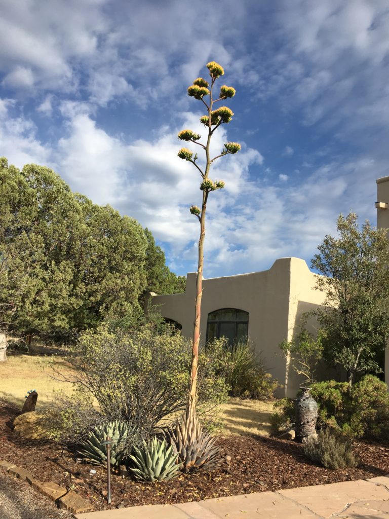 New Mexico century plant