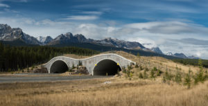 A Wildlife Bridge, Picture by Steve Gadomski 
