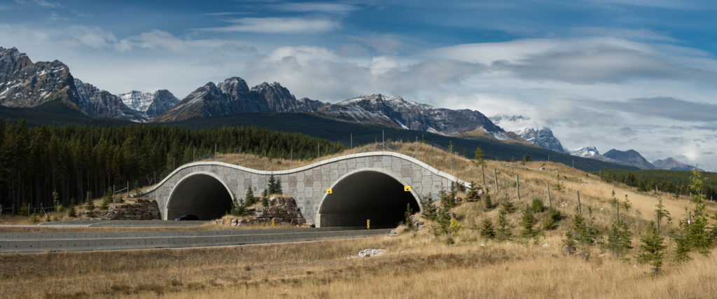 A Wildlife Bridge, Picture by Steve Gadomski