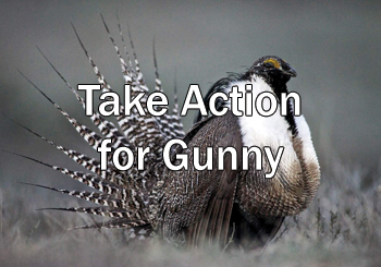 Take action now to protect vital habitat for Colorado species