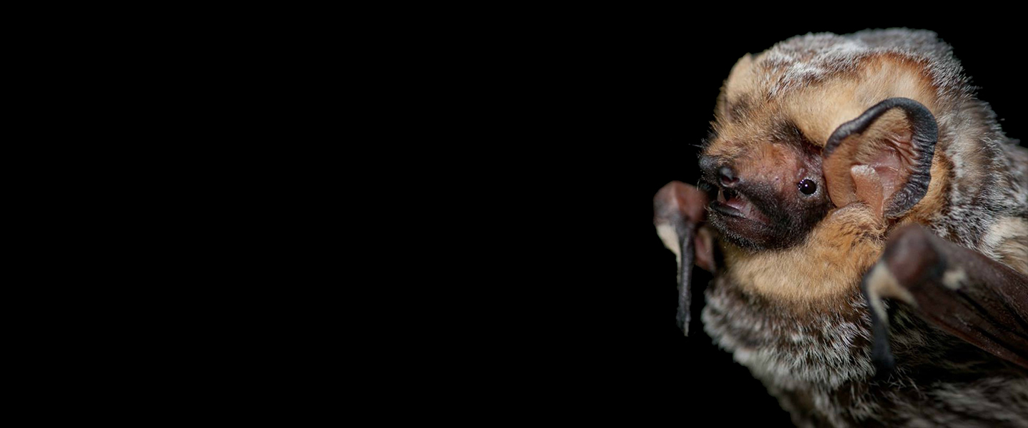 Hoary Bat, courtesy of Oregon State University. Photograph by Daniel Neal (CC BY-SA 2.0, https://www.flickr.com/photos/oregonstateuniversity/48626857331/)