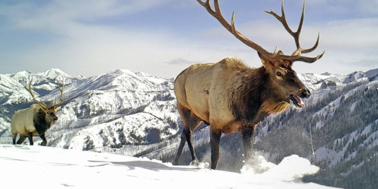 PRESS RELEASE: Rocky Mountain Wild Releases Research and Online Tool Showing Interior Department’s Destruction of Wildlife Corridors