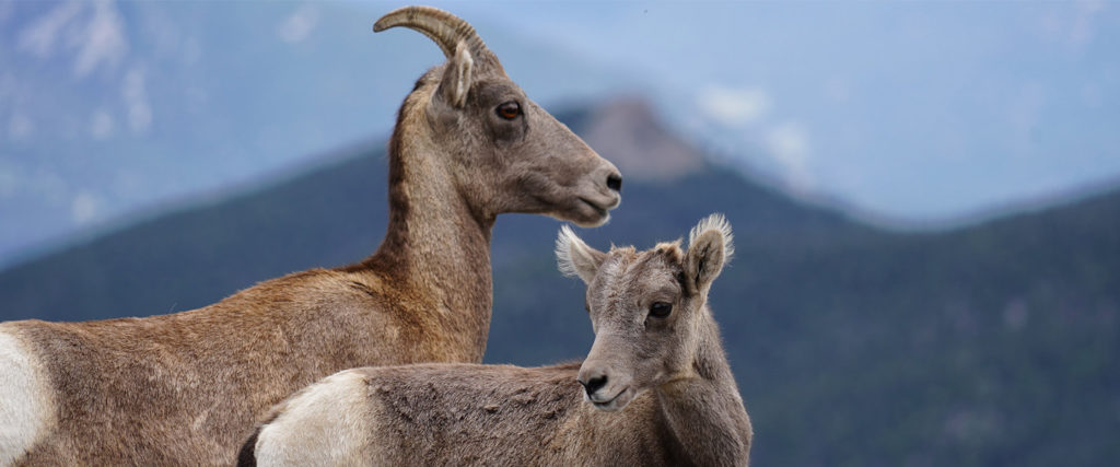 Bighorn Sheep - an ewe and lamb