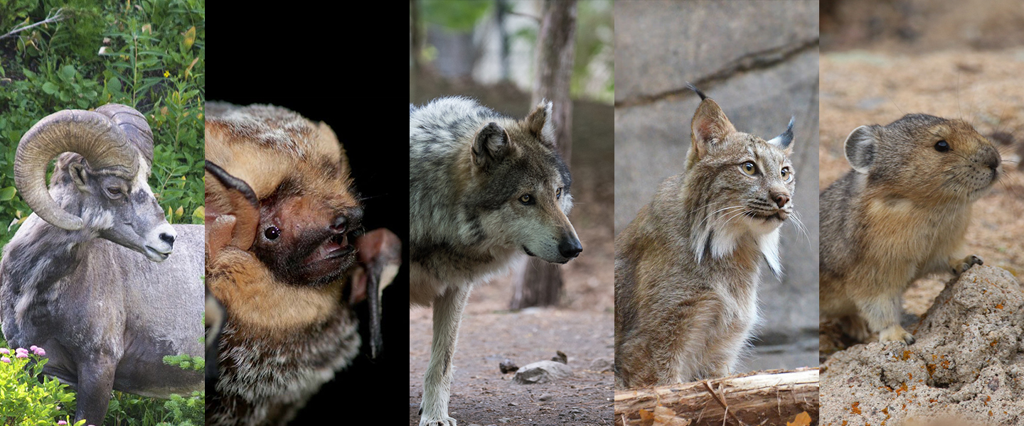 Endangered Species Day website banner showing a bighorn sheep, Hoary bat, gray wolf, Canada lynx, and American pika