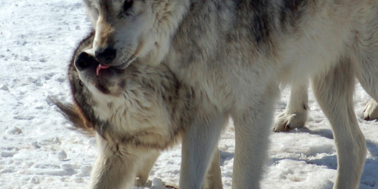 Celebrate one of our nation’s most misunderstood species: wolves