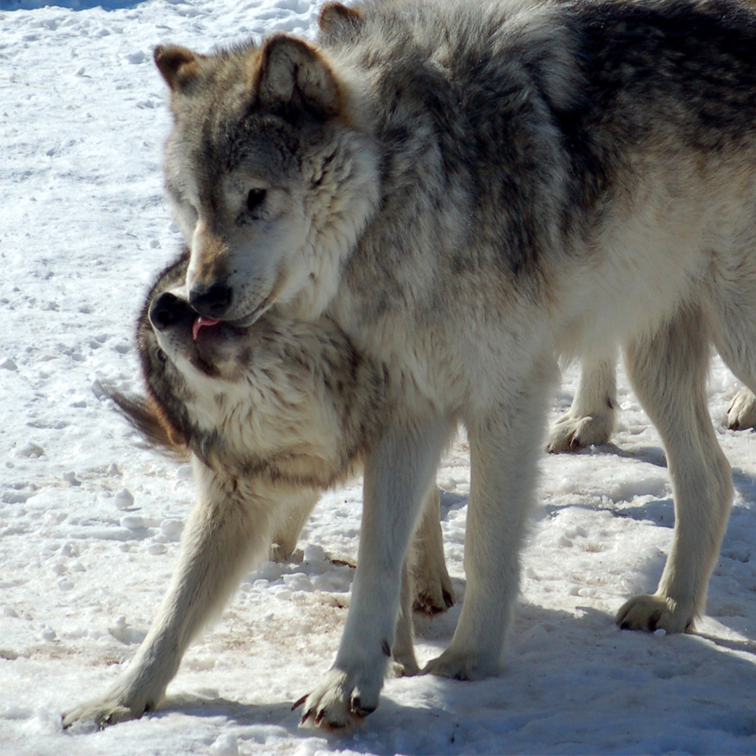 Gray Wolves, from Derek Bakken