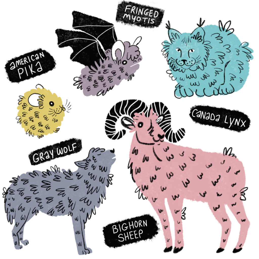 American pika, Fringed myotis, Canada lynx, gray wolf, and bighorn sheep drawings.