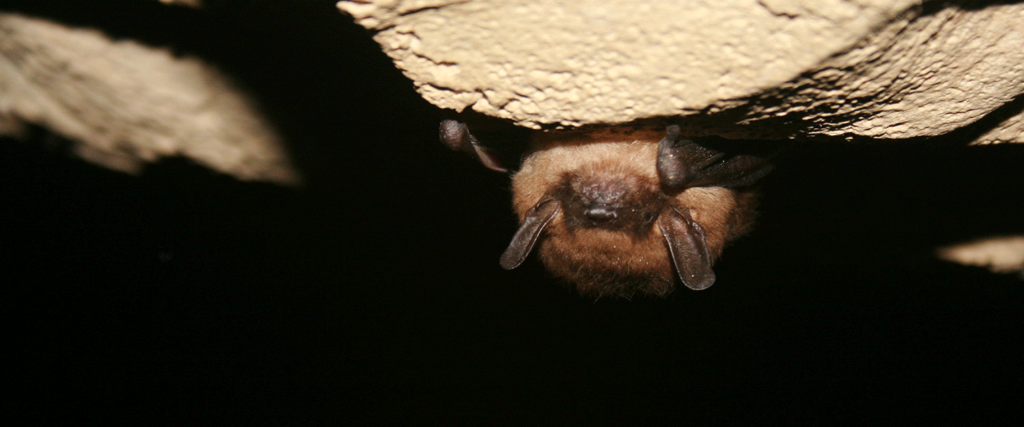 A little brown bat on the wall of a cave