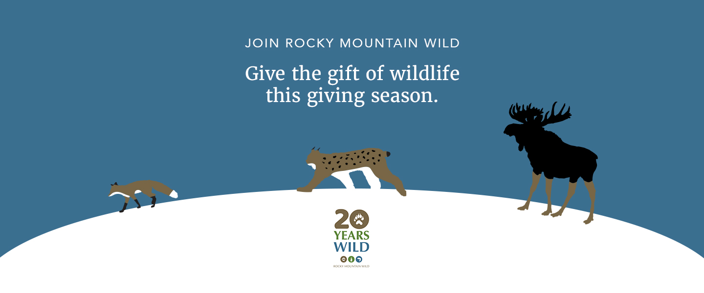 Illustration that shows a red fox, Canada lynx, and moose crossing over a snowy landscape. Above them, text says "Join Rocky Mountain Wild. Give the gift of wildlife this giving season." Below them is our 20th anniversary logo.
