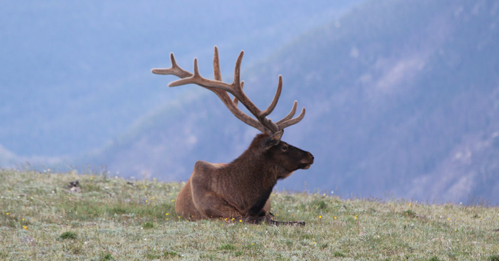 An elk, sitting on a hill.