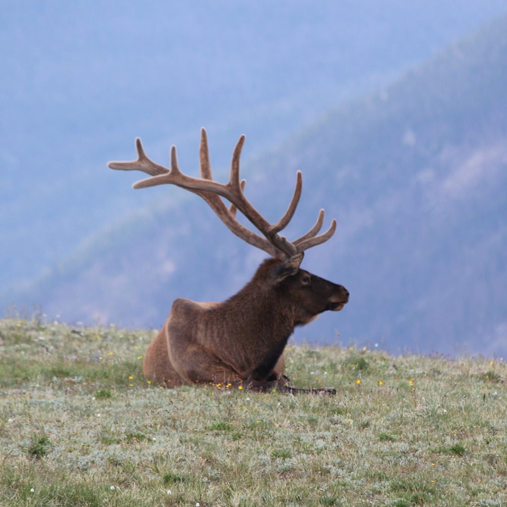 Elk sitting on a hill.