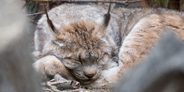 Rocky Mountain Wild’s Lynx Tree