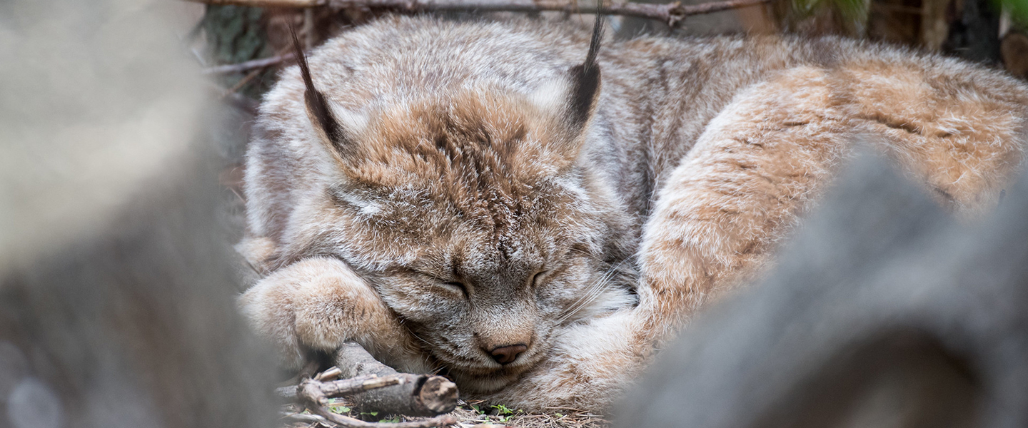 Canada lynx sleeping, courtesy of Eric Kilby
