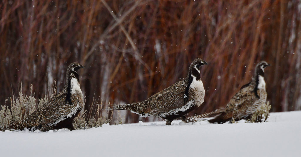 Three female Gunnison sage-grouse walking through the snow.