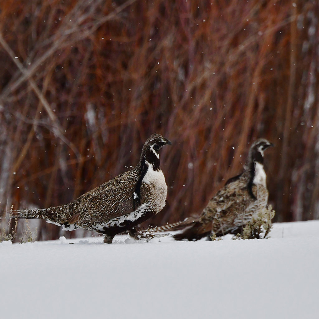 Two female Gunnison sage-grouse walking through the snow.