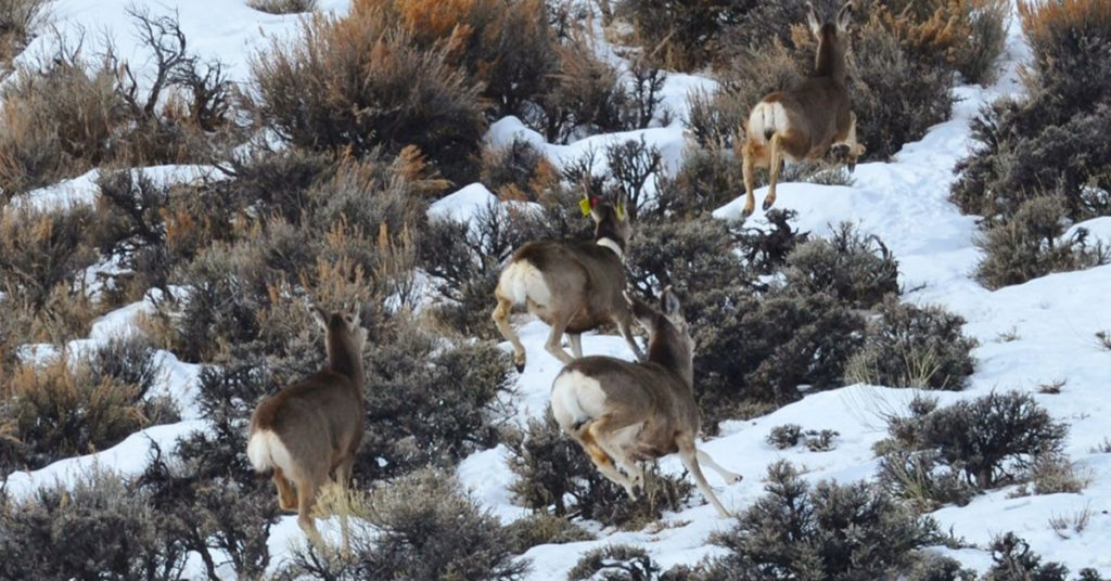 Four mule deer running up a hill.