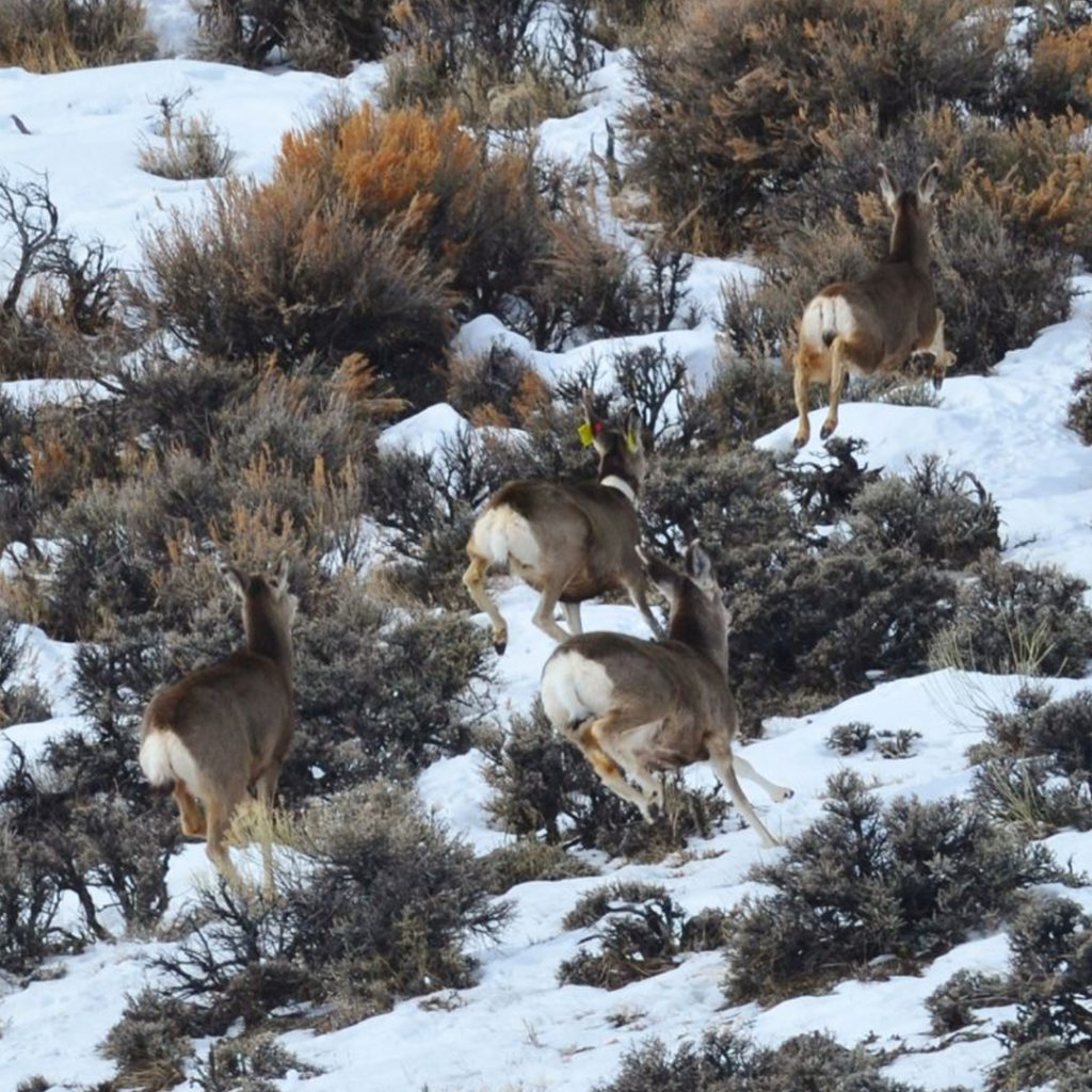 Mule deer running up a snowy slope