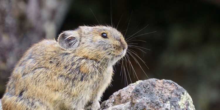 What Colorado Pika Project accomplished in 2021