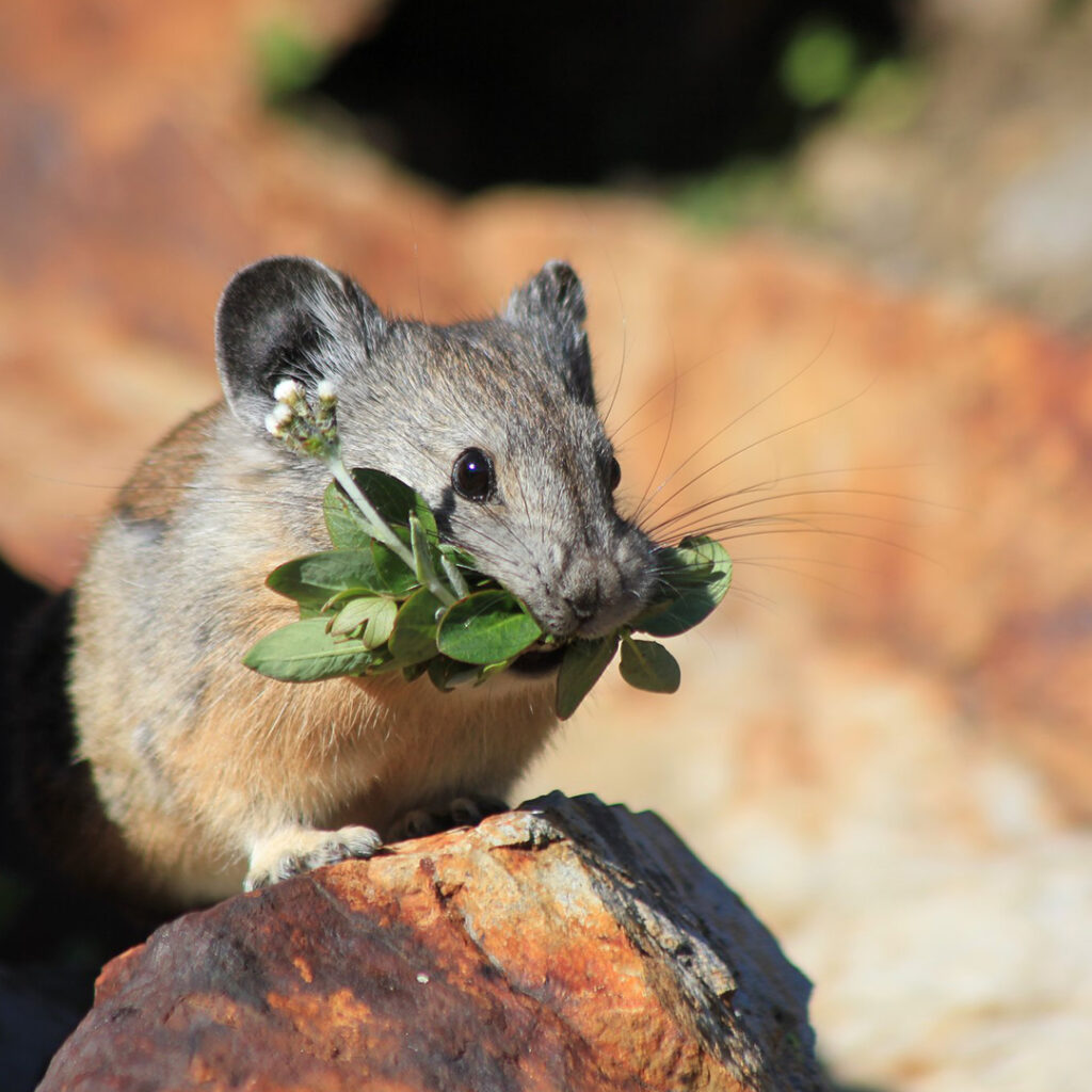 American pika eating clover