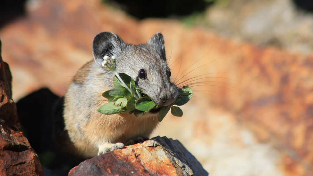 American pika eating clover