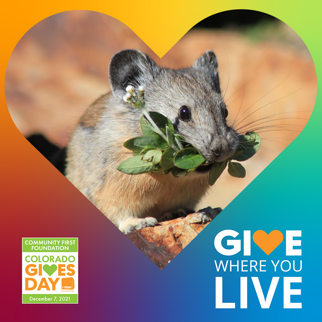 American pika eating clover with heart banner