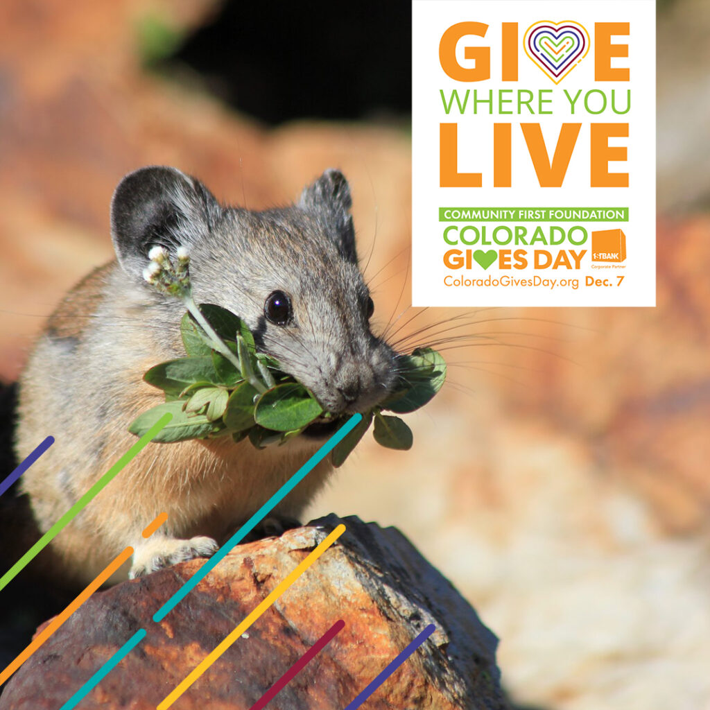 American pika eating clover with line banner