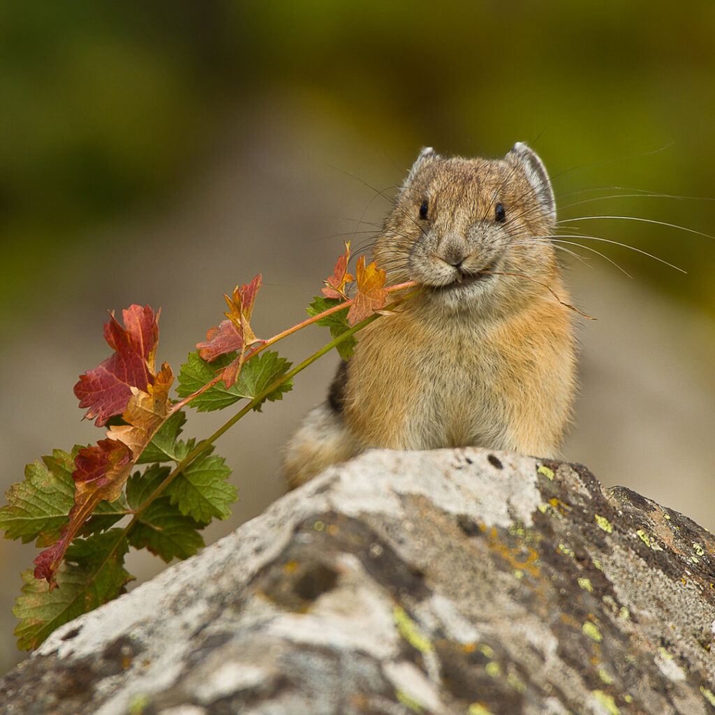 American pika with branch