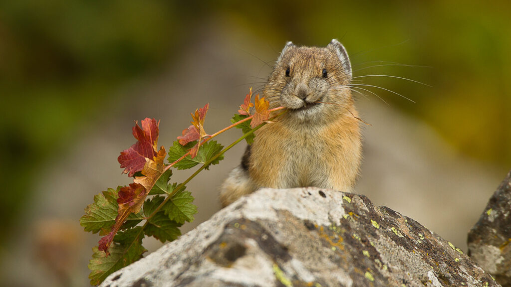 American pika with branch