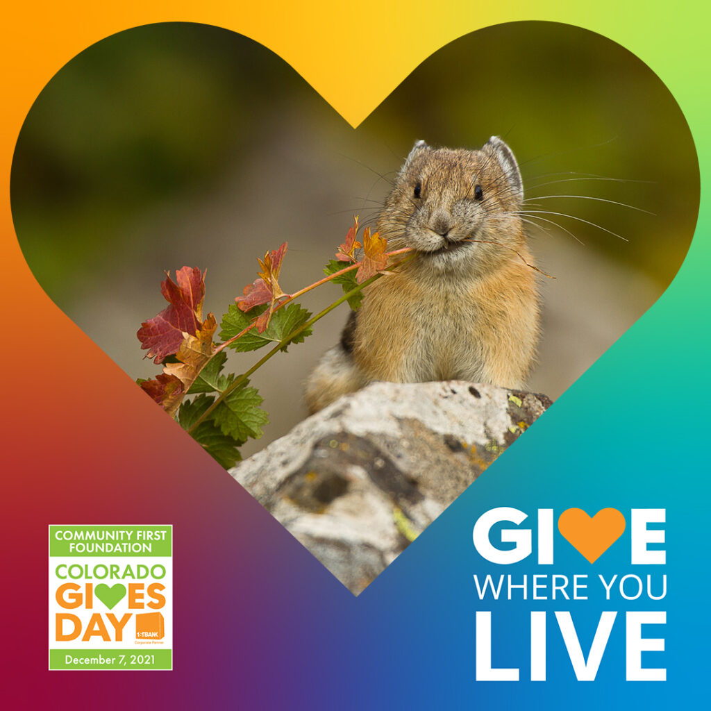 American pika with branch with heart overlay