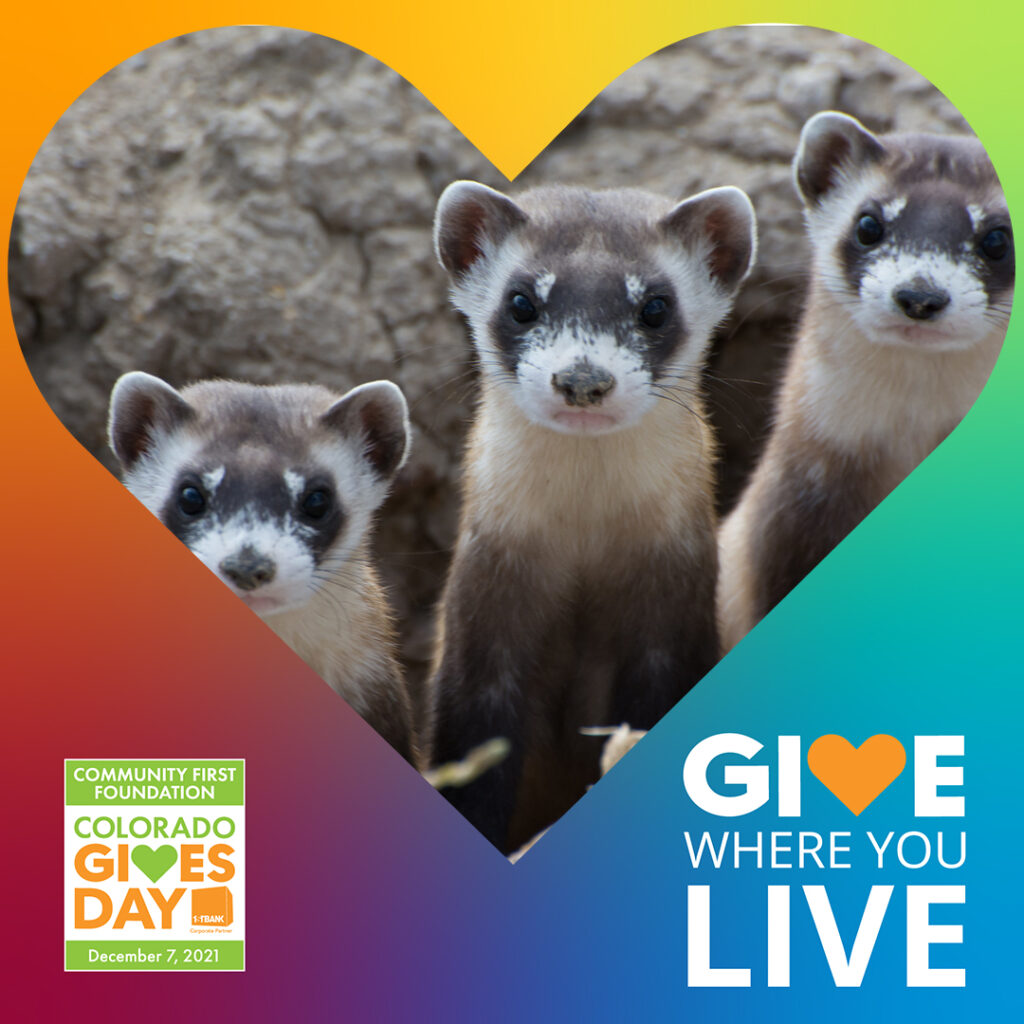 Three endangered black-footed ferrets, courtesy of Kimberly Fraser, USFWS (public domain)