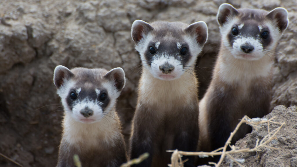 Three endangered black-footed ferrets, courtesy of Kimberly Fraser, USFWS (public domain)