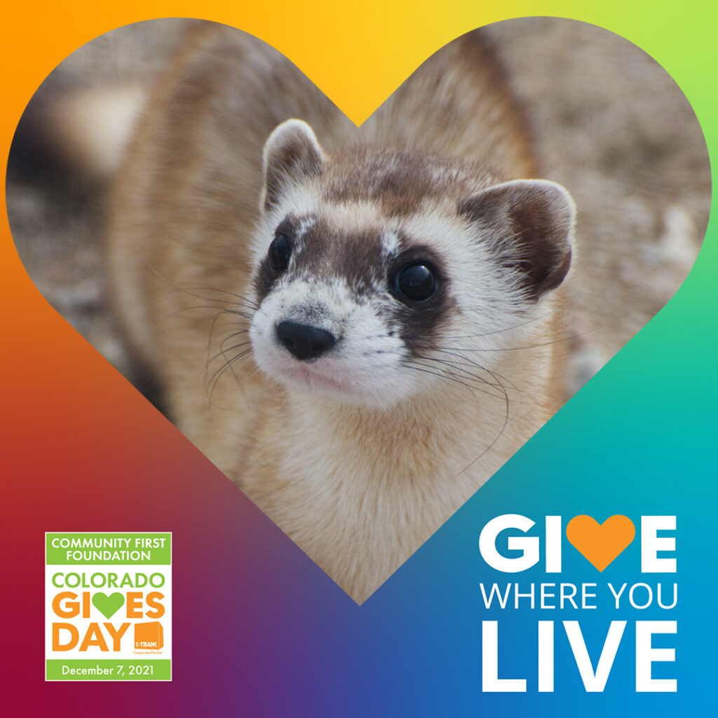 Endangered black-footed ferret, courtesy of Kimberly Tamkun, USFWS (public domain)