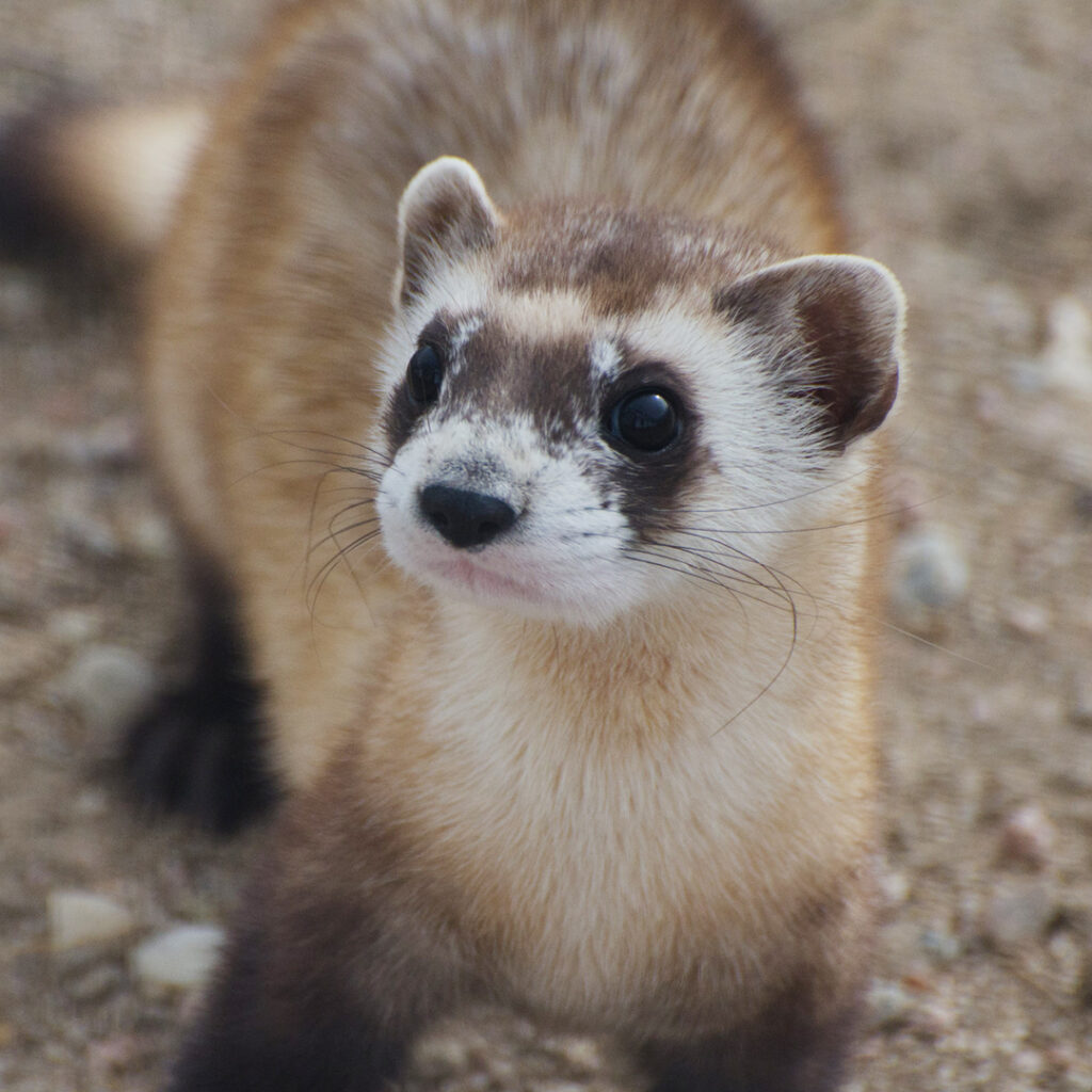 Endangered black-footed ferret, courtesy of Kimberly Tamkun, USFWS (public domain)