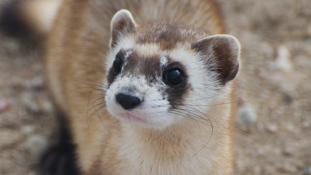 Endangered black-footed ferret, courtesy of Kimberly Tamkun, USFWS (public domain)