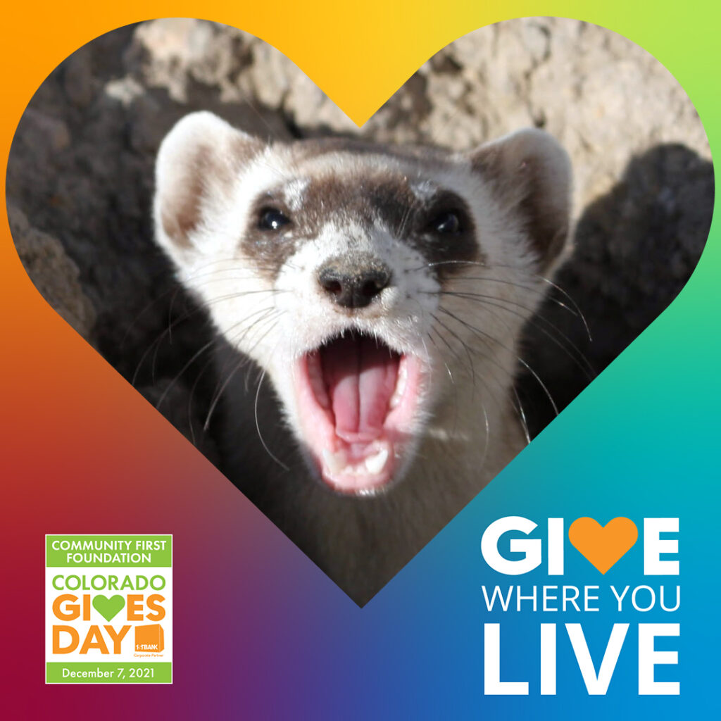 Endangered black-footed ferret yawning, courtesy of Mike Lockhart, USFWS (public domain)
