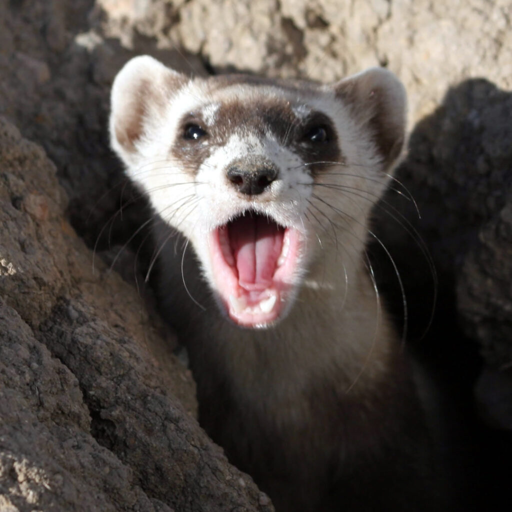 Endangered black-footed ferret yawning, courtesy of Mike Lockhart, USFWS (public domain)