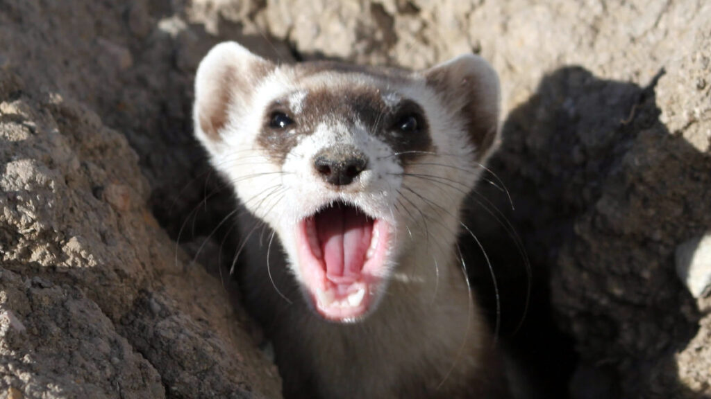 Endangered black-footed ferret yawning, courtesy of Mike Lockhart, USFWS (public domain)